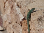 FZ026983 Colourful lizard on rocks.jpg